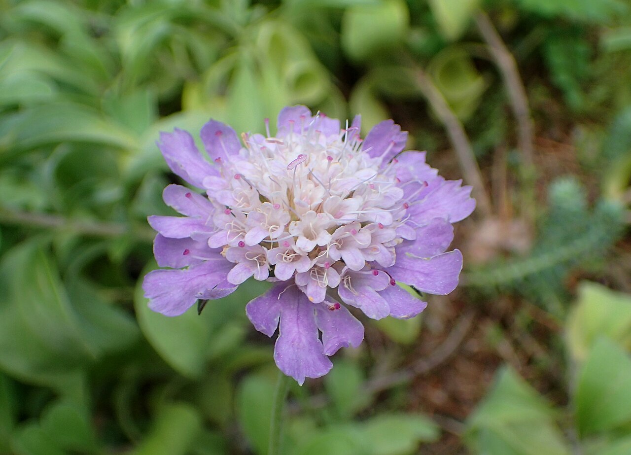 Lomelosia olgae: Scabiosa olgae at the New York Botanical Garden