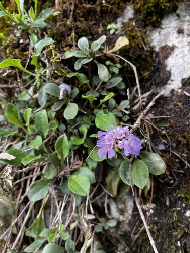 Lomelosia olgae (Lomelosia olgae)