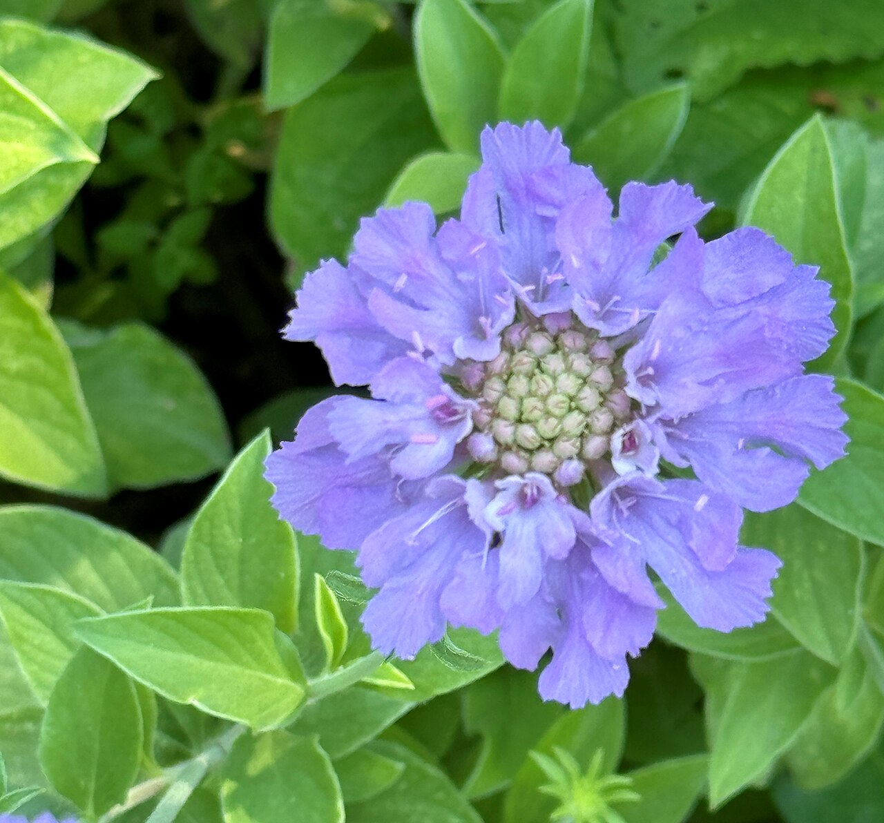 Lomelosia olgae: Leipzig, botanical garden, Lomelosia olgae