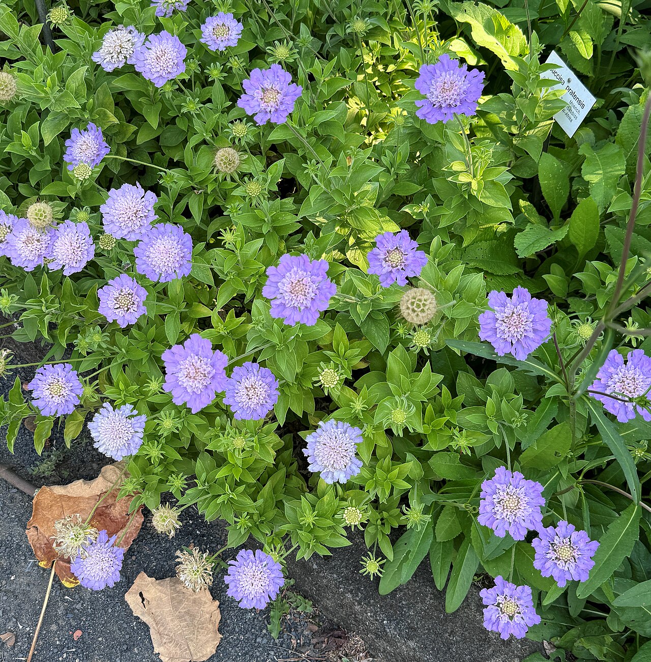Lomelosia olgae: Leipzig, botanical garden, Lomelosia olgae