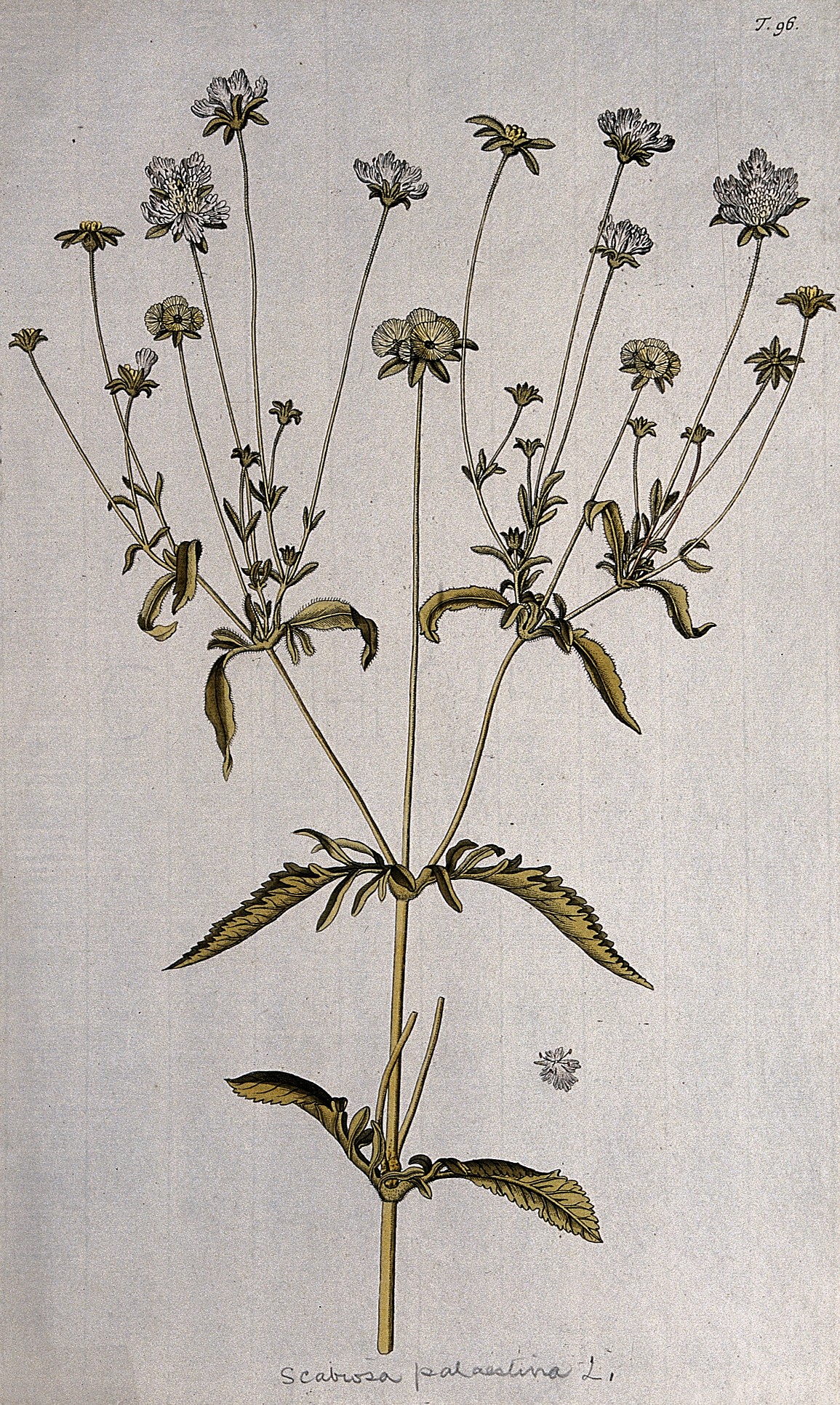 Lomelosia palestina: Scabious (Scabiosa palaestina L.): flowering stem and separate flower. Coloured engraving after F. von Scheidl, 1770. Iconographic Collections Keywords: Nikolau