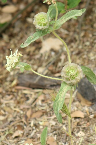 Lomelosia prolifera (Lomelosia prolifera)