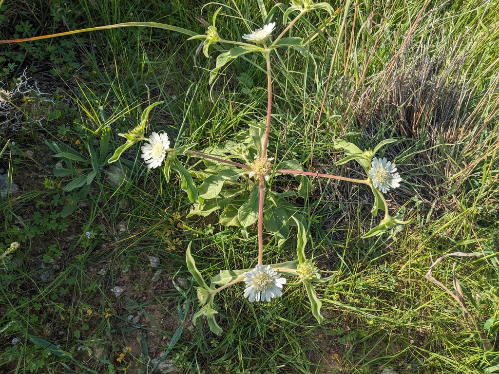 Lomelosia prolifera (Lomelosia prolifera)