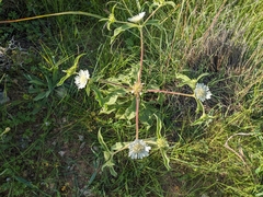 Lomelosia prolifera (Lomelosia prolifera)