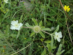 Lomelosia prolifera (Lomelosia prolifera)