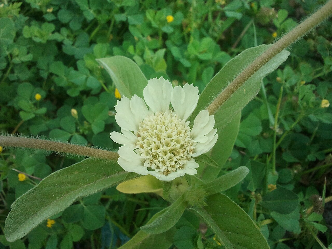 Lomelosia prolifera: תגית מצויה על הכרמל, צמח חד שנתי פורח באביב
