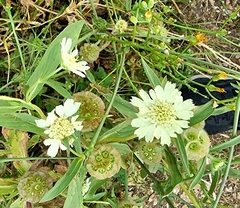 Lomelosia prolifera (Lomelosia prolifera)