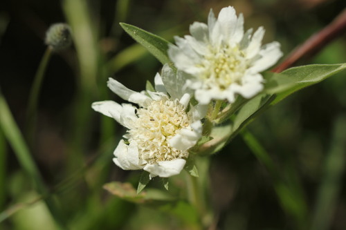 Lomelosia prolifera (Lomelosia prolifera)