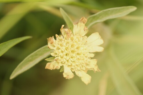 Lomelosia prolifera (Lomelosia prolifera)