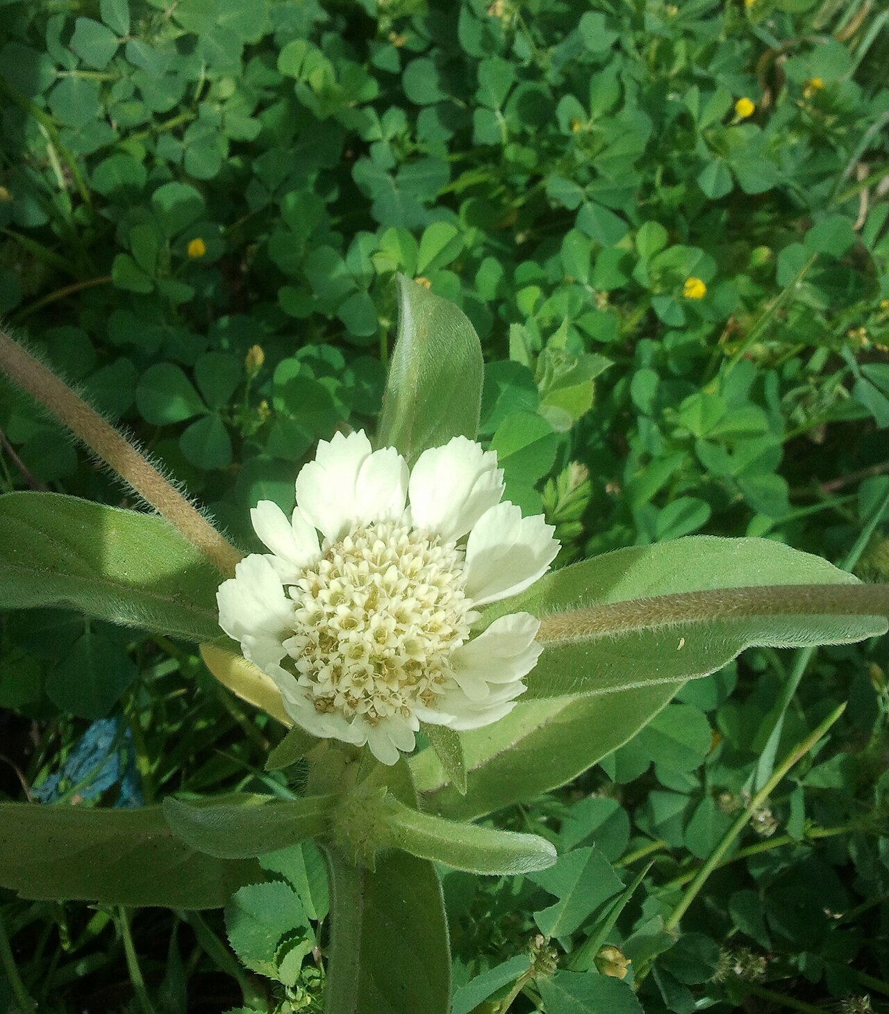 Lomelosia prolifera: תגית מצויה על הכרמל, צמח חד שנתי פורח באביב