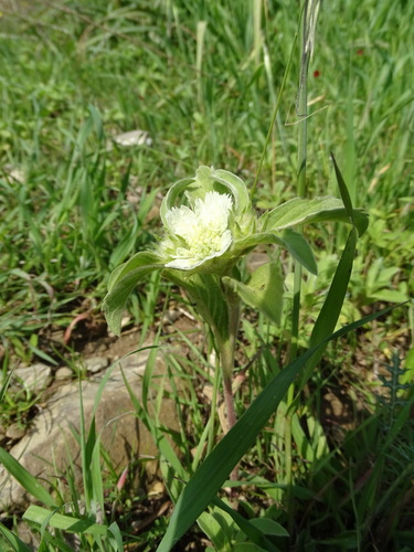 Lomelosia prolifera (Lomelosia prolifera)