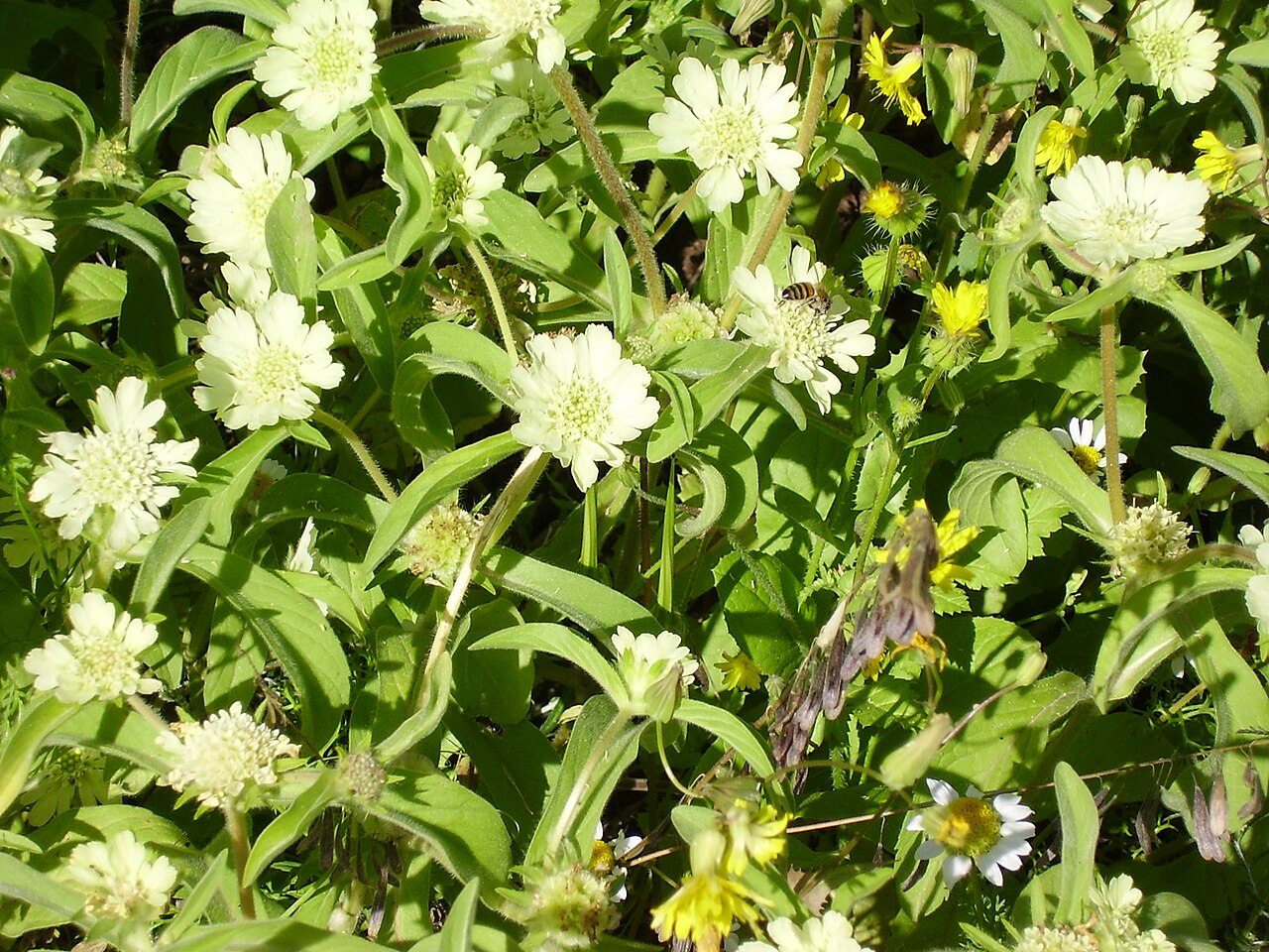 Lomelosia prolifera: scabiosa prolifera