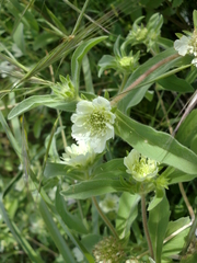 Lomelosia prolifera (Lomelosia prolifera)