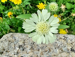 Lomelosia prolifera (Lomelosia prolifera)