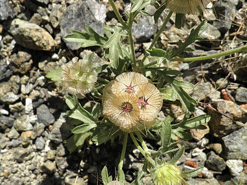 Starflower pincushions: Barranco de Jorox