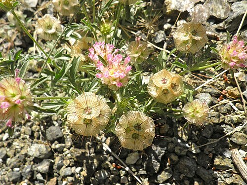 Starflower pincushions: Barranco de Jorox