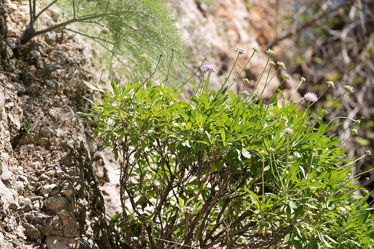 Lomelosia variifolia: Lomelosia variifolia, Περιφέρεια Νοτίου Αιγαίου, Ελλάδα, 2024-03-22 (iNaturalist).