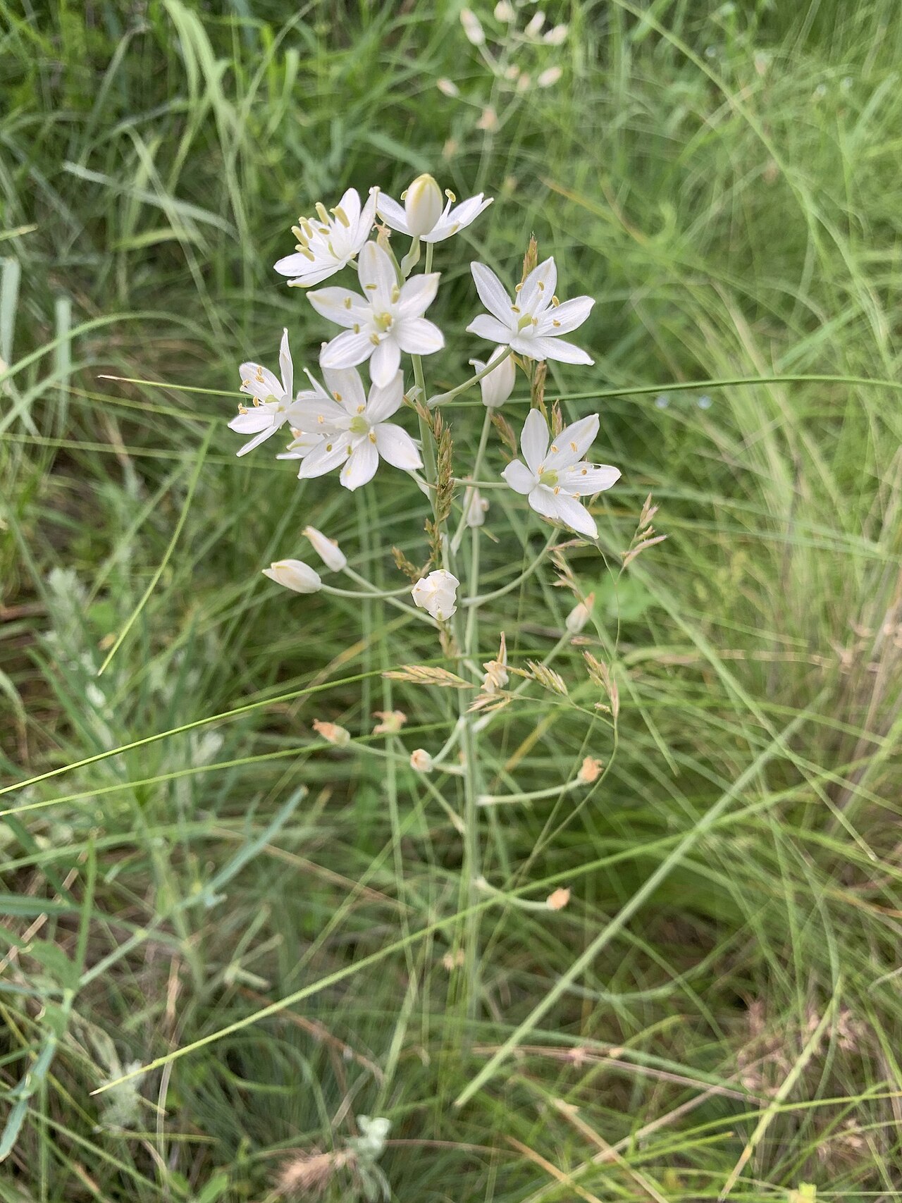 Loncomelos fischerianum: Ornithogalum fischerianum