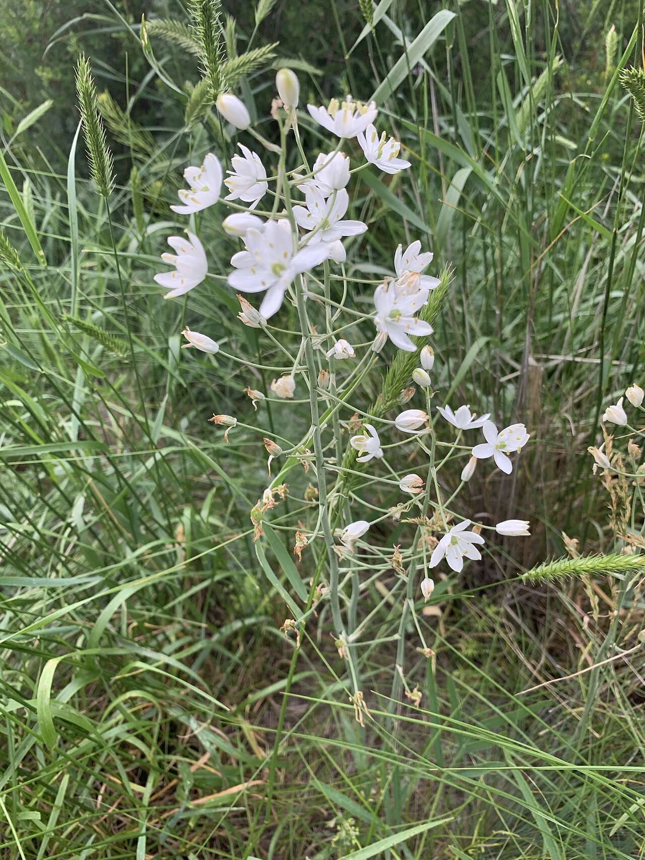 Loncomelos fischerianum: Ornithogalum fischerianum