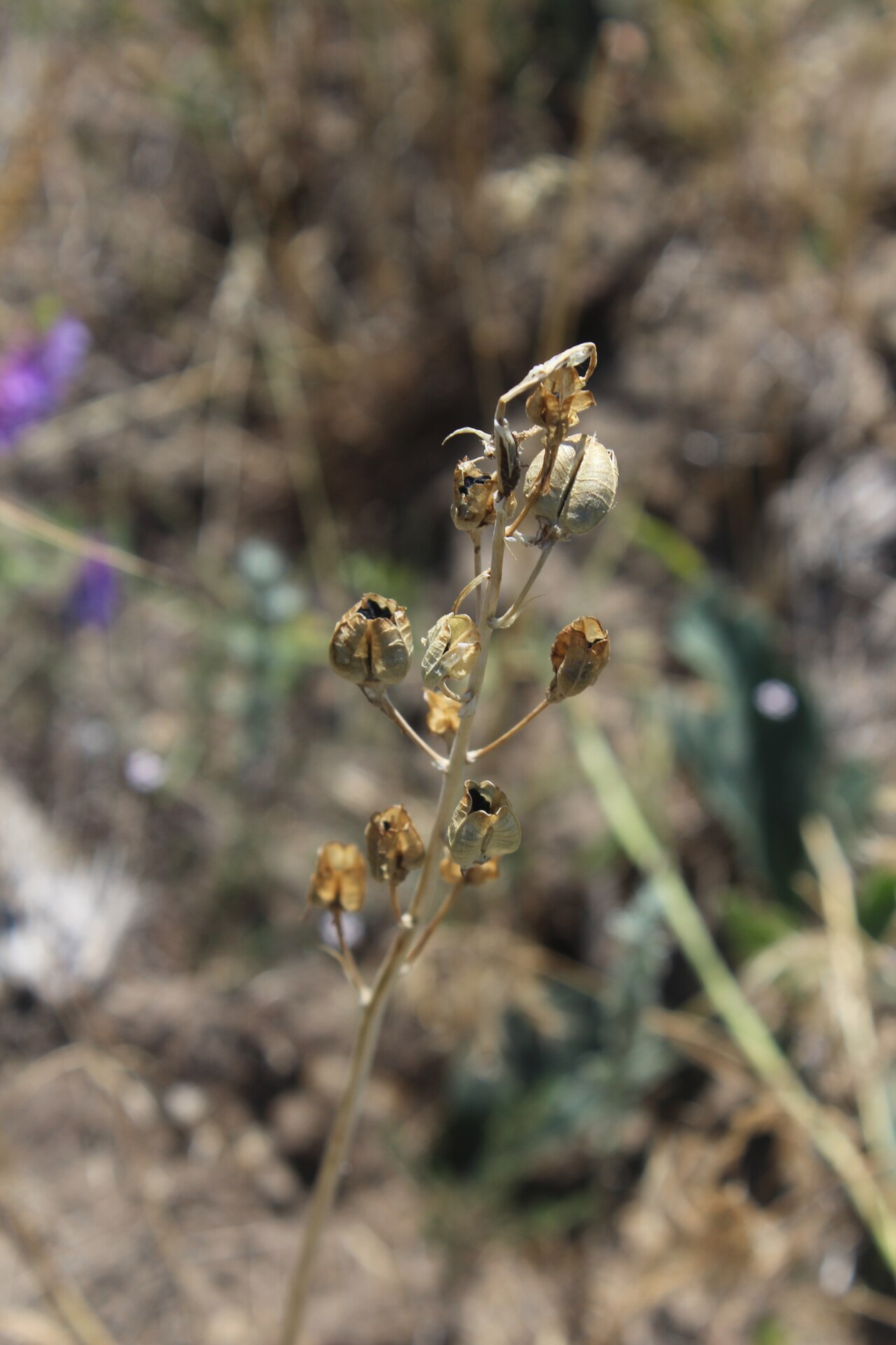 Loncomelos fischerianum: Ornithogalum fischerianum
