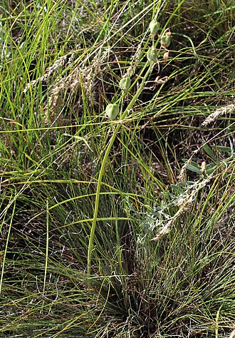 Loncomelos fischerianum: Ornithogalum fischerianum