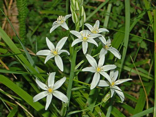 Loncomelos narbonense: Ornithogalum narbonense - S. Agata Fossili, Alessandria, Italy