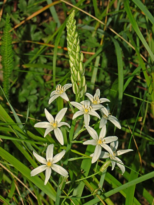 Loncomelos narbonense: Ornithogalum narbonense - S. Agata Fossili, Alessandria, Italy