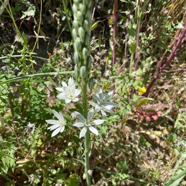 Loncomelos narbonense (Loncomelos narbonense)
