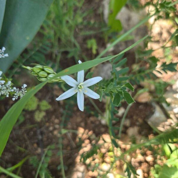 Loncomelos narbonense (Loncomelos narbonense)