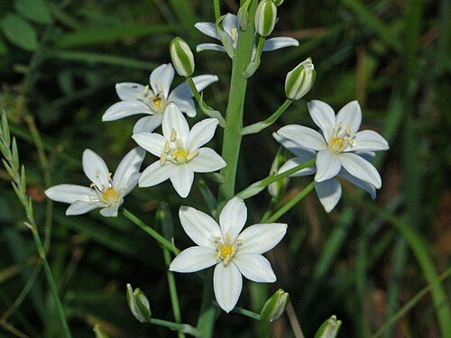 Loncomelos narbonense: Ornithogalum narbonense - S. Agata Fossili, Alessandria, Italy