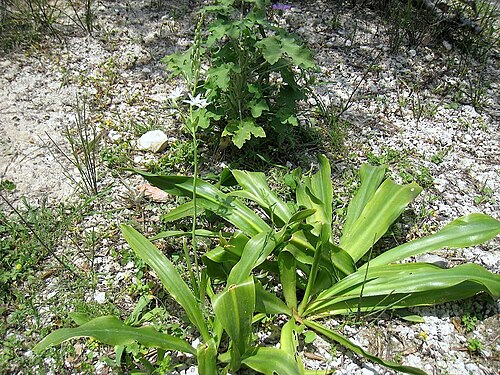 Loncomelos narbonense: Loncomelos narbonensis