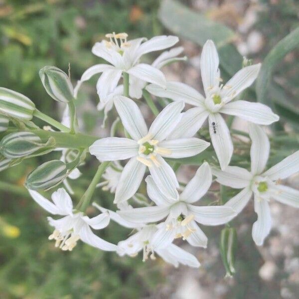Loncomelos narbonense (Loncomelos narbonense)