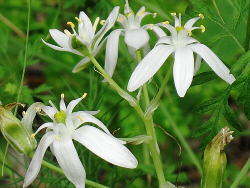 Loncomelos narbonense: Ornithogalum_narbonense_from_Kedumim רישיון נוצר על ידי משתמש:Daniel Ventura