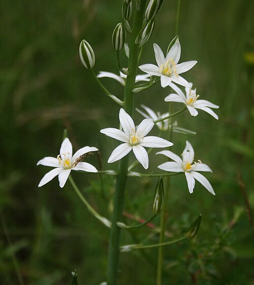 Loncomelos pyramidale: Kurzgriffel-Schaftmilchstern ( Loncomelos brevistylus , Syn: Ornithogalum brevistylum ), Spargelgewächse (Asparagaceae), Hyazinthengewächse (Scilloideae) - Slow