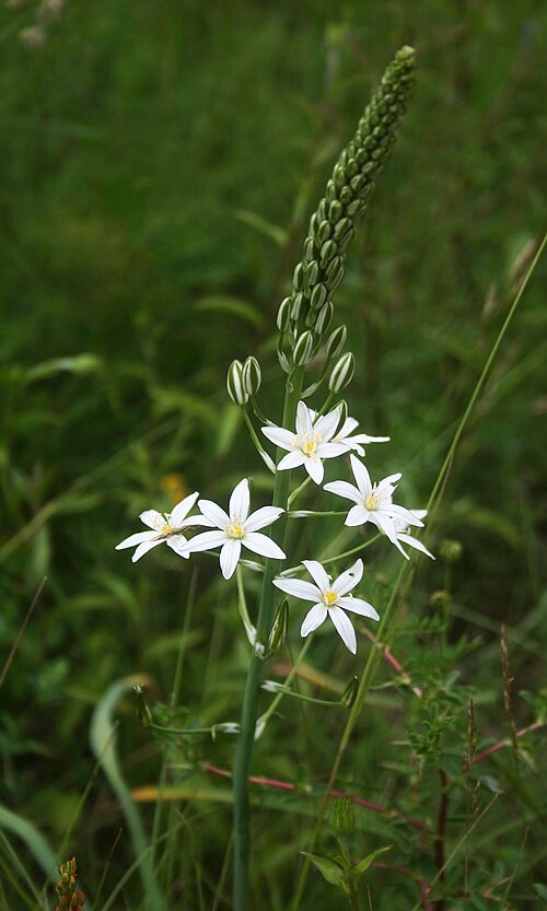 Loncomelos pyramidale: Kurzgriffel-Schaftmilchstern ( Loncomelos brevistylus , Syn: Ornithogalum brevistylum ), Spargelgewächse (Asparagaceae), Hyazinthengewächse (Scilloideae) - Slow