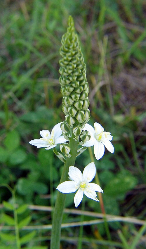 Loncomelos pyramidale: Ornithogalum pyramidale