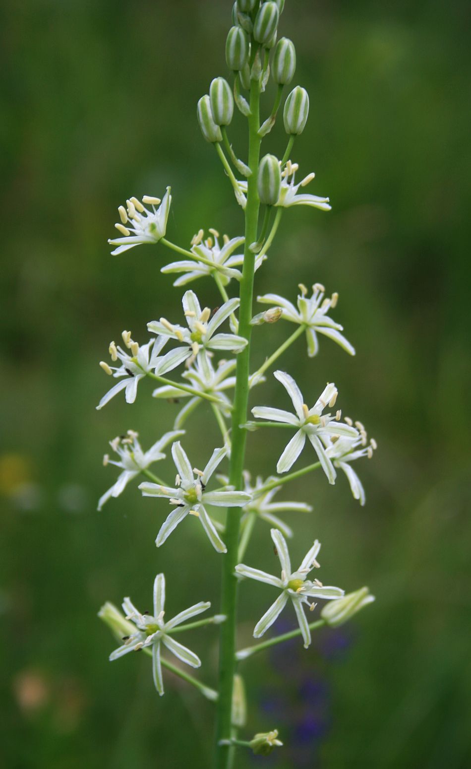 Pyrenees star of Bethlehem: Blasser Pyrenäen-Schaftmilchstern ( Loncomelos pyrenaicus subsp. sphaerocarpus , Syn.: Ornithogalum pyrenaicum subsp. sphaerocarpum ), Spargelgewächse (Asparaga
