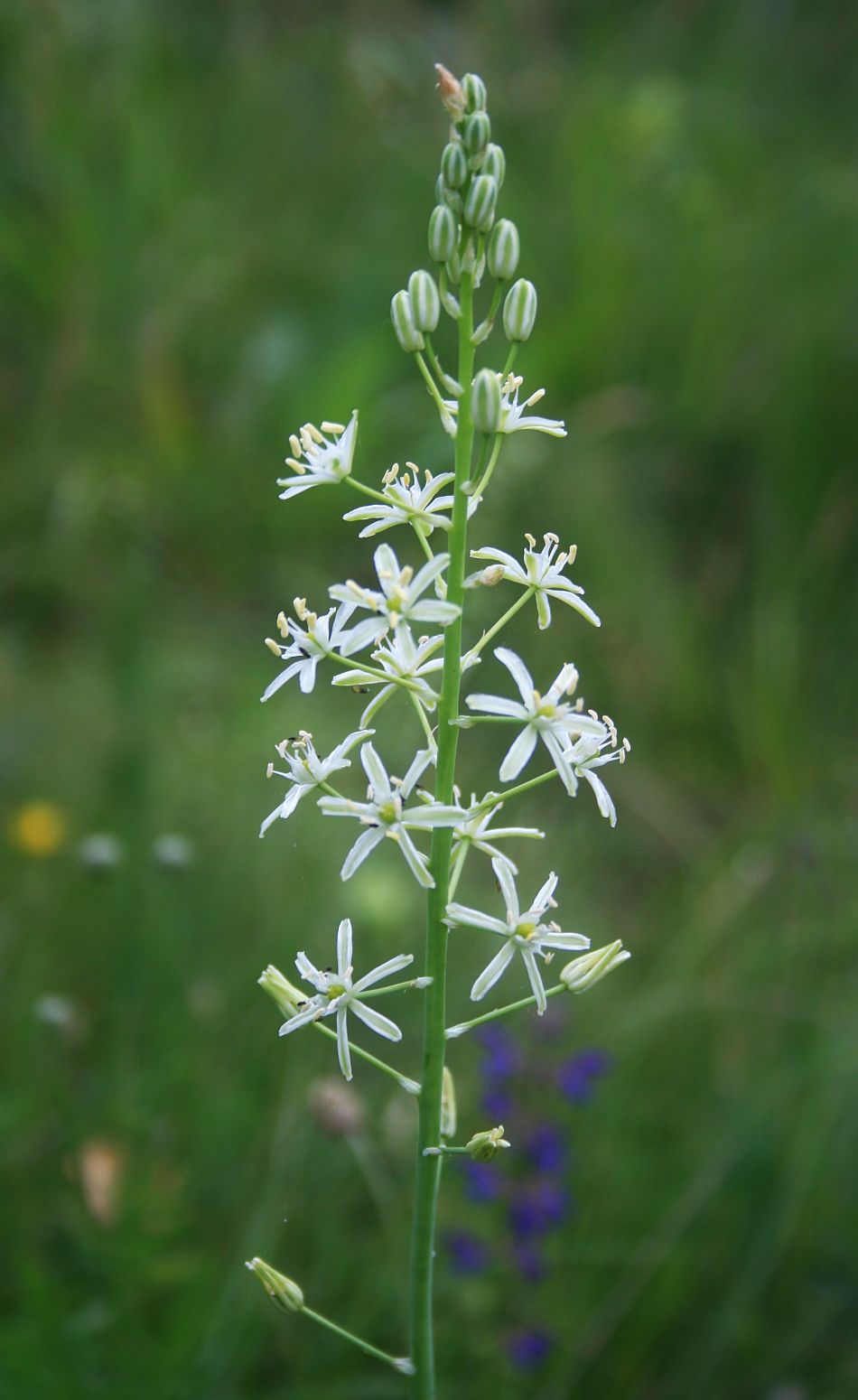 Pyrenees star of Bethlehem: Blasser Pyrenäen-Schaftmilchstern ( Loncomelos pyrenaicus subsp. sphaerocarpus , Syn.: Ornithogalum pyrenaicum subsp. sphaerocarpum ), Spargelgewächse (Asparaga