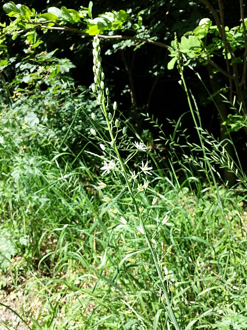Pyrenees star of Bethlehem: Inflorescence Taxonym: Loncomelos pyrenaicus subsp. sphaerocarpus ss Fischer et al. EfÖLS 2008 ISBN 978-3-85474-187-9 ; det. Gergely Király 2015-06-04 Location: