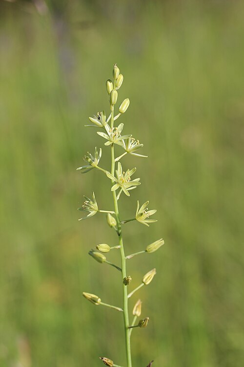 Pyrenees star of Bethlehem: Bath Asparagus - Ornithogalum pyrenaicum