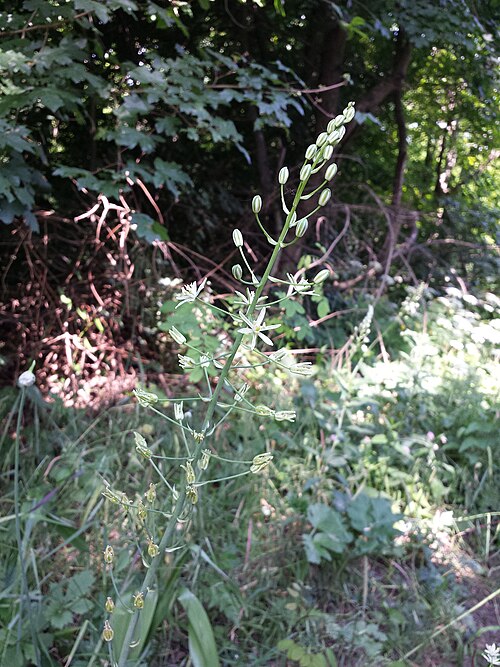 Pyrenees star of Bethlehem: Inflorescence Taxonym: Loncomelos pyrenaicus subsp. sphaerocarpus ss Fischer et al. EfÖLS 2008 ISBN 978-3-85474-187-9 ; det. Gergely Király 2015-06-04 Location: