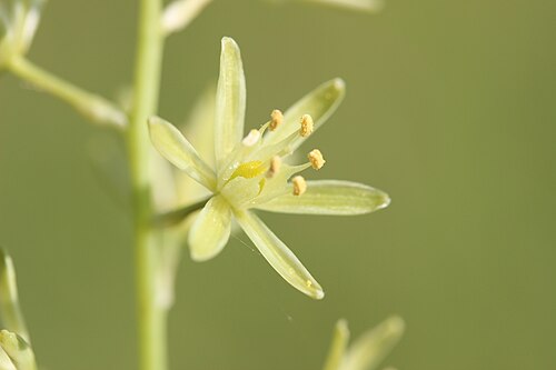 Pyrenees star of Bethlehem: Bath Asparagus - Ornithogalum pyrenaicum