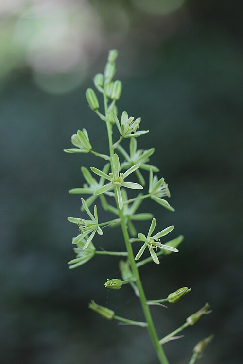 Pyrenees star of Bethlehem: Bath Asparagus - Ornithogalum pyrenaicum