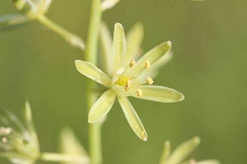 Pyrenees star of Bethlehem: Bath Asparagus - Ornithogalum pyrenaicum