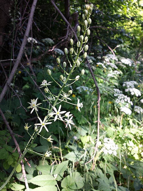 Pyrenees star of Bethlehem: Inflorescence Taxonym: Loncomelos pyrenaicus subsp. sphaerocarpus ss Fischer et al. EfÖLS 2008 ISBN 978-3-85474-187-9 ; det. Gergely Király 2015-06-04 Location: