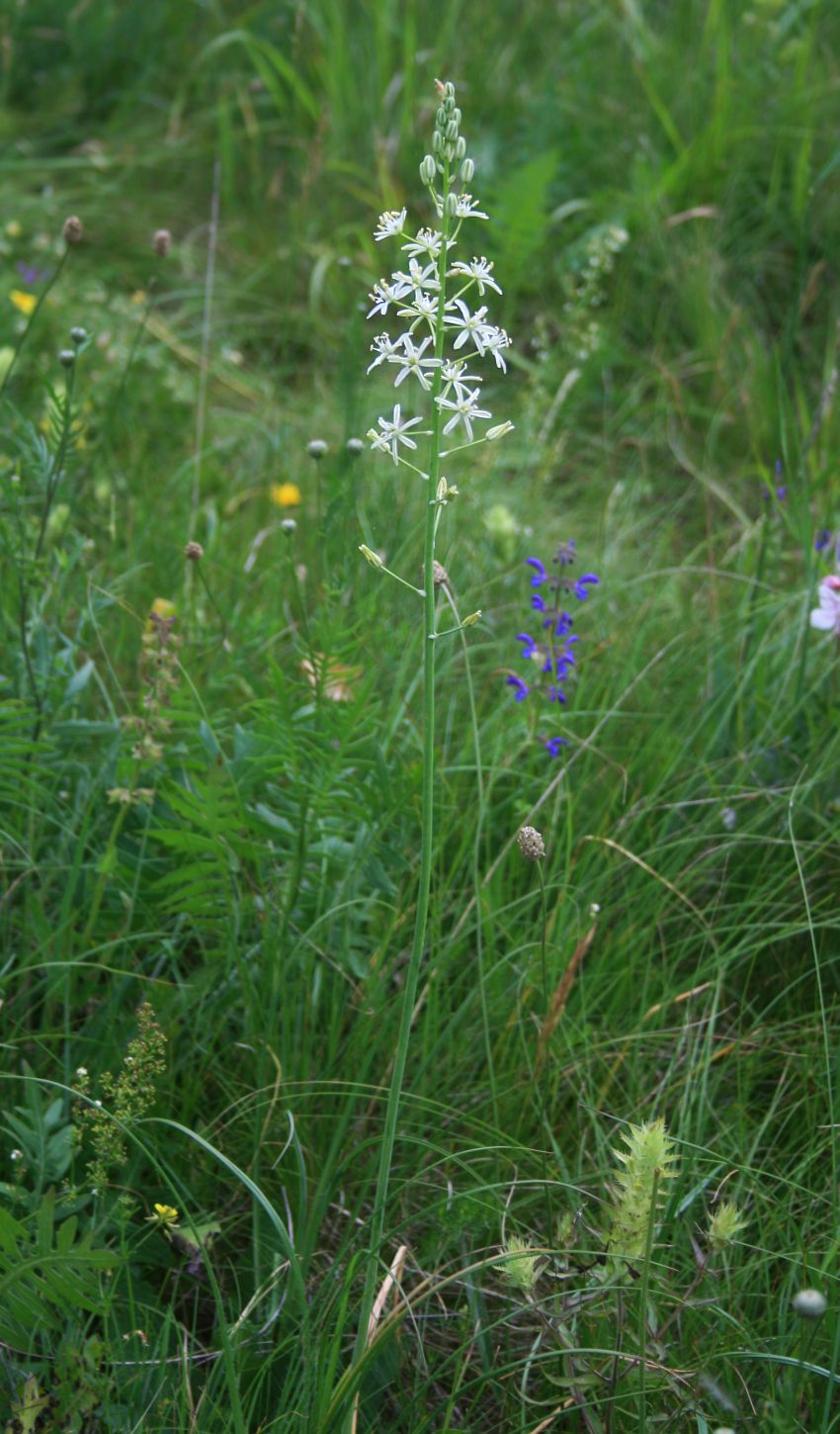 Pyrenees star of Bethlehem: Blasser Pyrenäen-Schaftmilchstern ( Loncomelos pyrenaicus subsp. sphaerocarpus , Syn.: Ornithogalum pyrenaicum subsp. sphaerocarpum ), Spargelgewächse (Asparaga