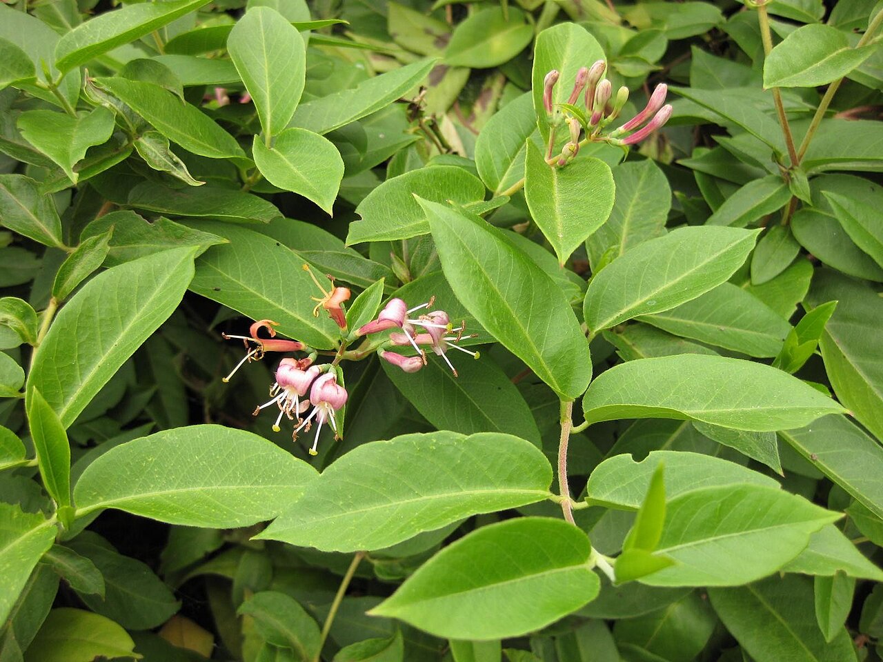 Fragrant grove honeysuckle: This photo is from Gardenology.org and is available under CC-BY-SA 3.0 license. If you use it, please include attribution to Gardenology.org, with a link if the