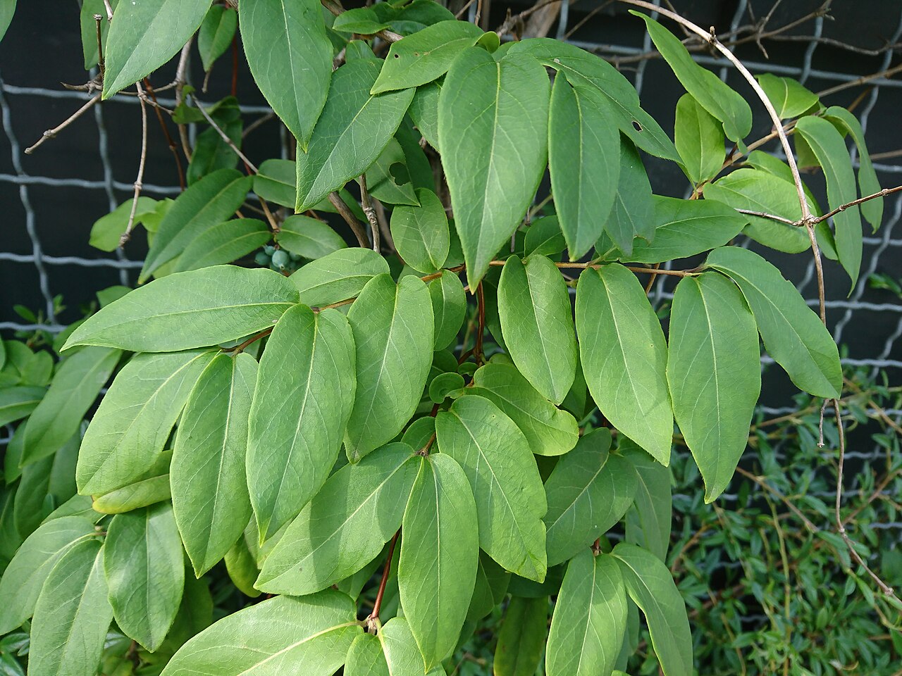 Fragrant grove honeysuckle: Immergrünes Geißblatt ( Lonicera henryi ), Blätter