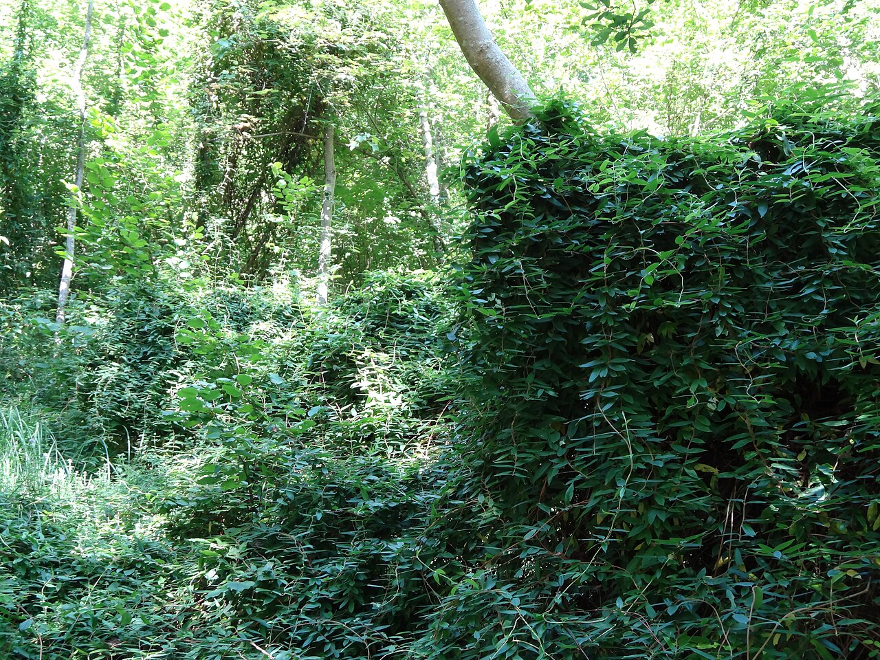 Fragrant grove honeysuckle: Im unteren Teil des Tobels wucherndes immergrünes Geissblatt