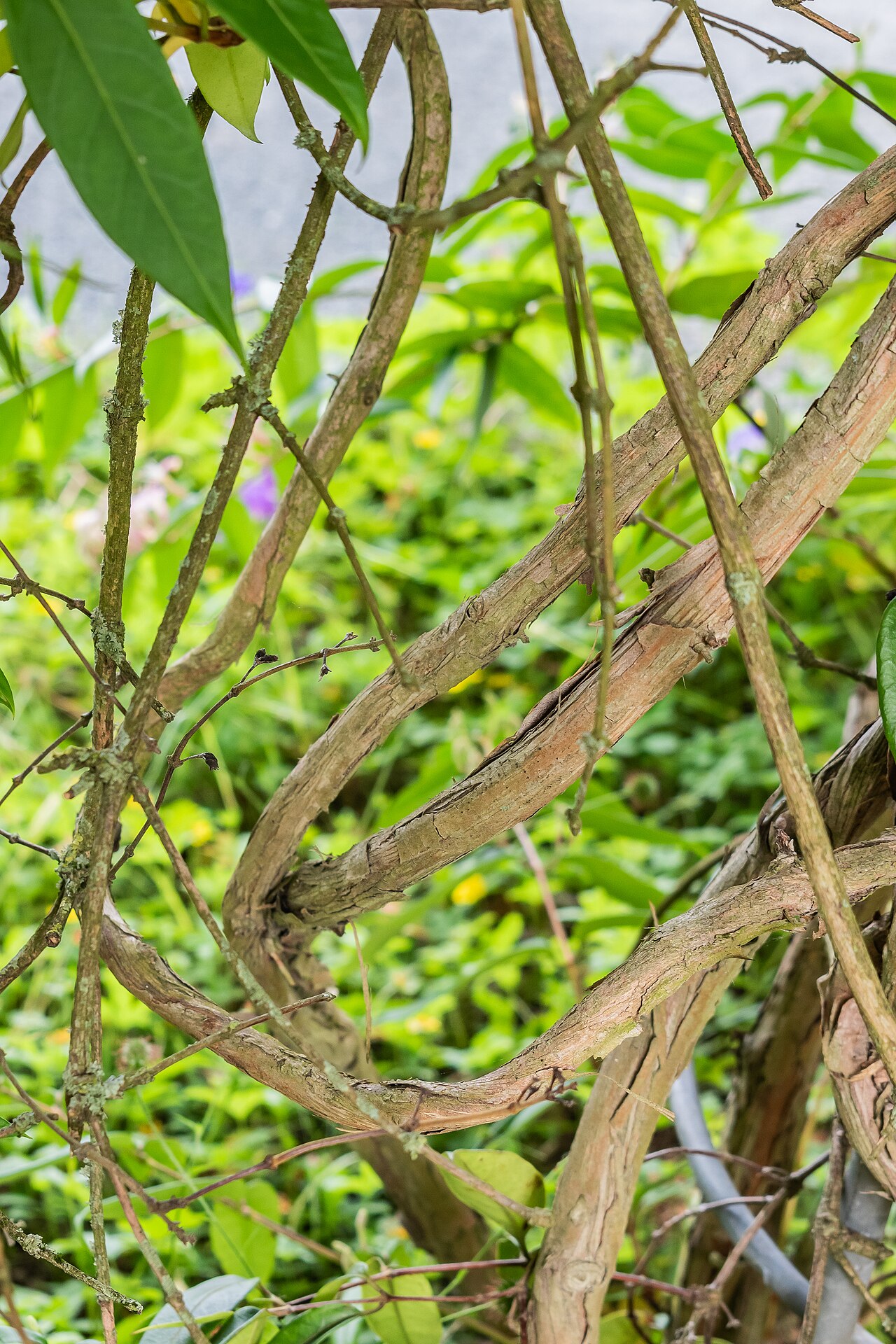 Fragrant grove honeysuckle: Lonicera acuminata in the Lyon Botanical Garden in Lyon , France
